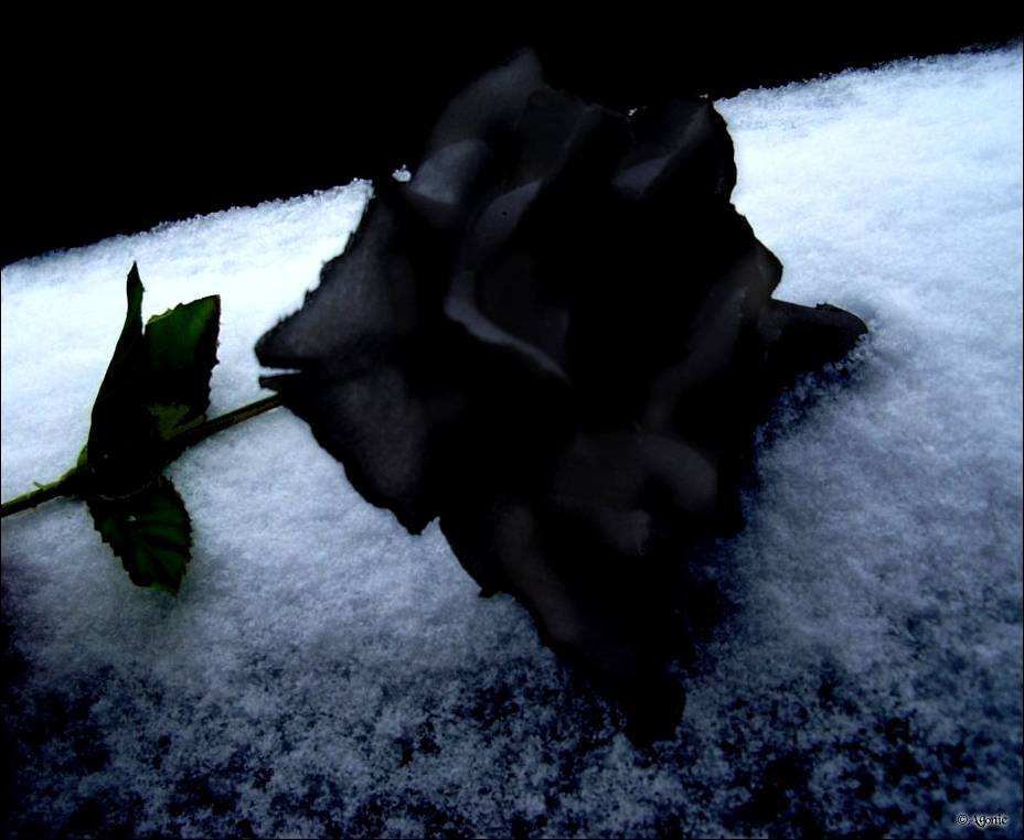 Black Rose of Death